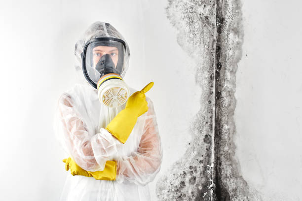 Why You Should Choose Our Mold Remediation Services in Lucedale, MS